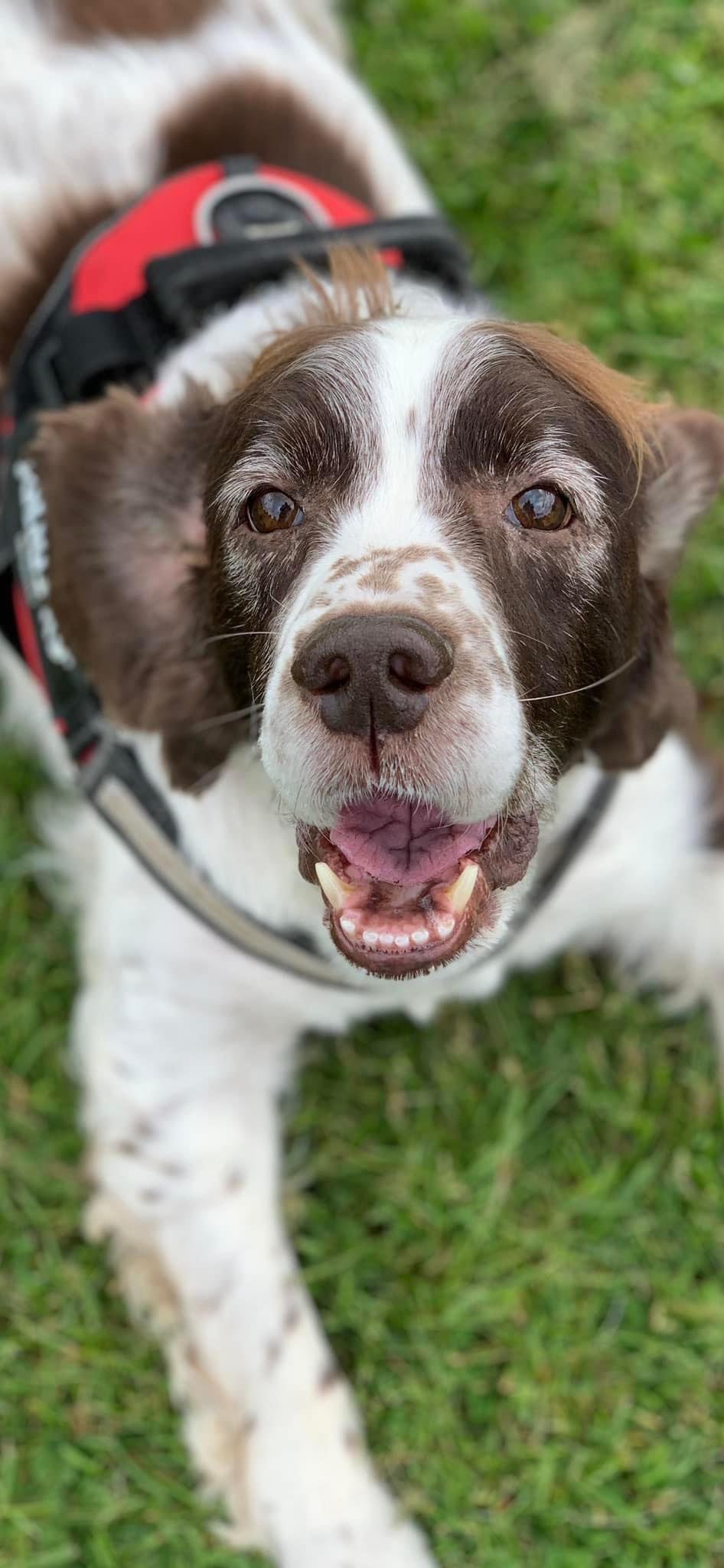 Jarvis, the best boy in the world - TreeTime Edinburgh : TreeTime Edinburgh