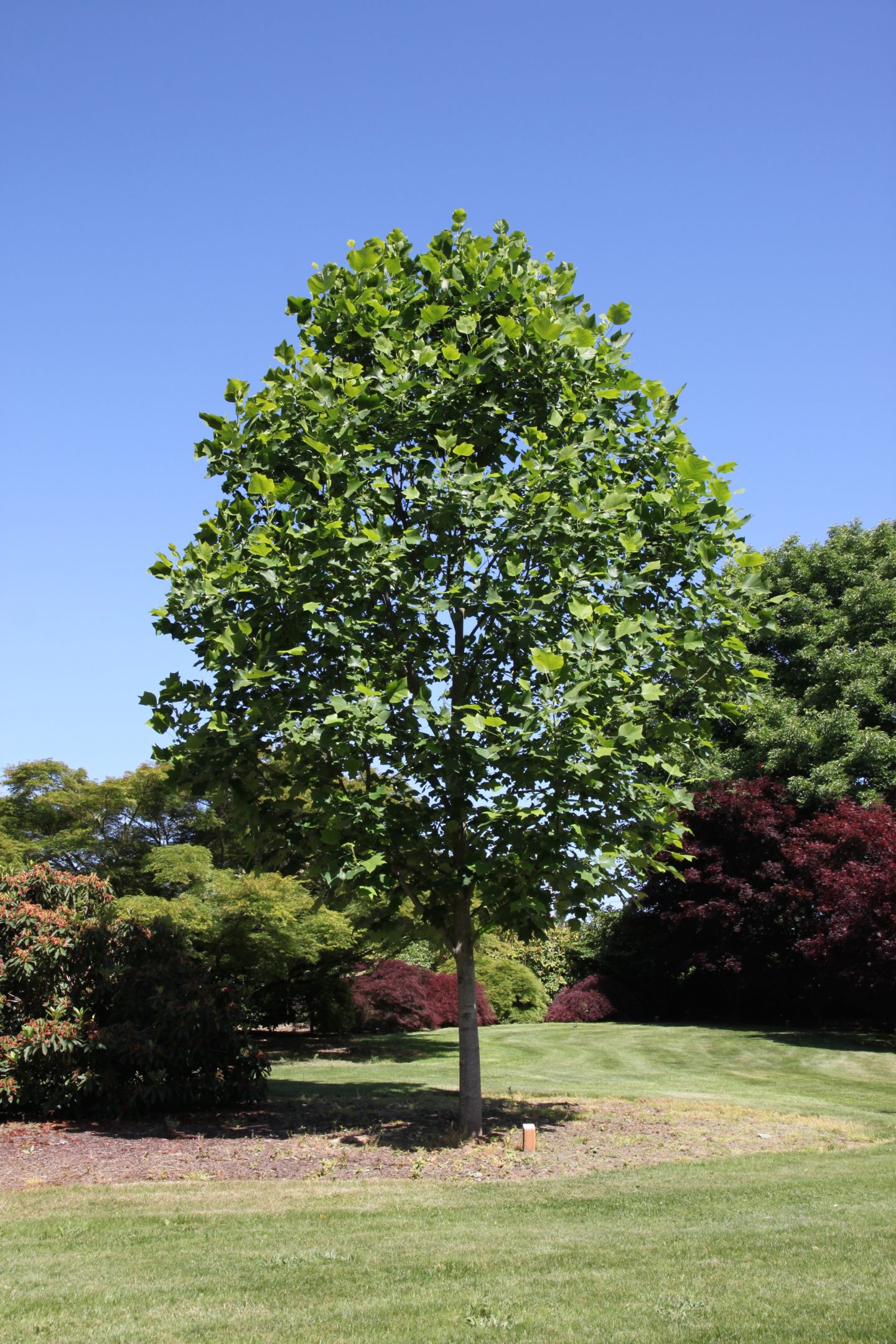 Dunbars Close – Tulip Tree - TreeTime Edinburgh : TreeTime Edinburgh