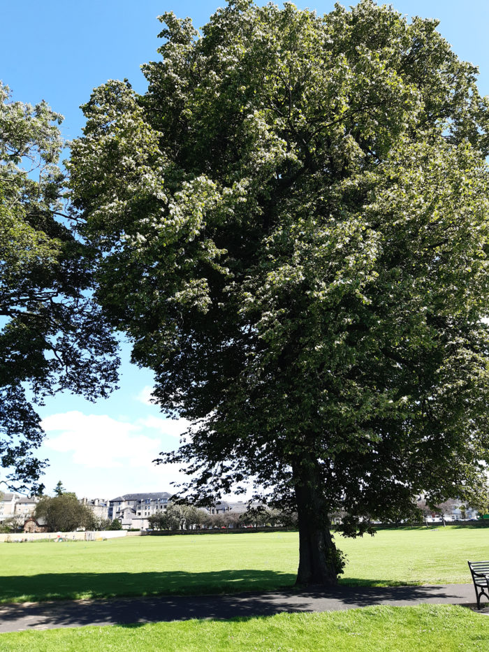 Roseburn Park – Lime - TreeTime Edinburgh : TreeTime Edinburgh