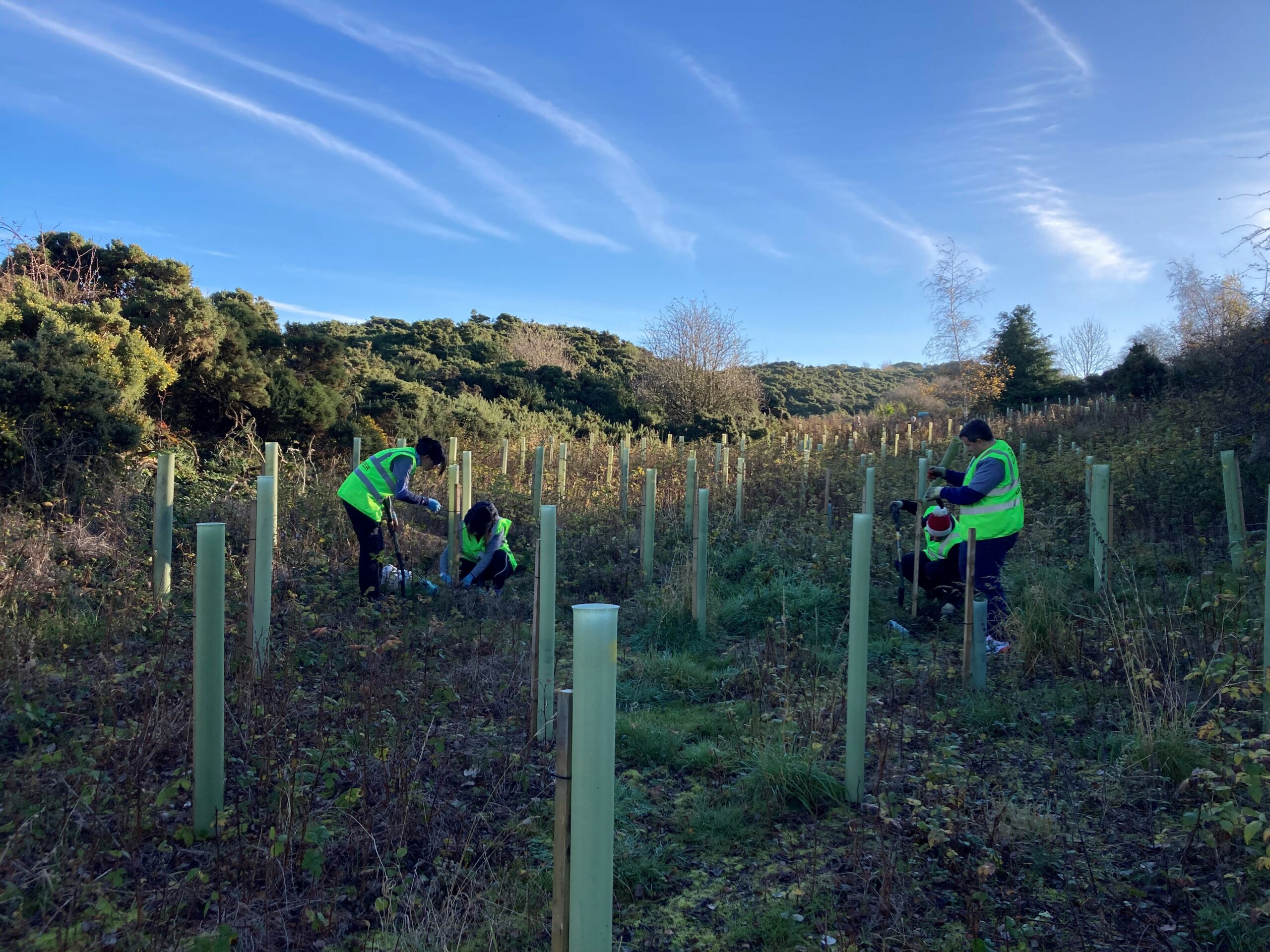 200 Trees at Braid Hill - TreeTime Edinburgh : TreeTime Edinburgh