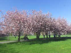 Image shows a row of cherry trees with pink blossom in a park.