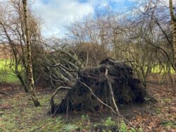 Image shows a tree that was blown over during Storm Éowyn