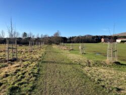 The picture shows the trees that have been planted in Burghlee Park. It shows a path through the park with a row of six trees on either side.